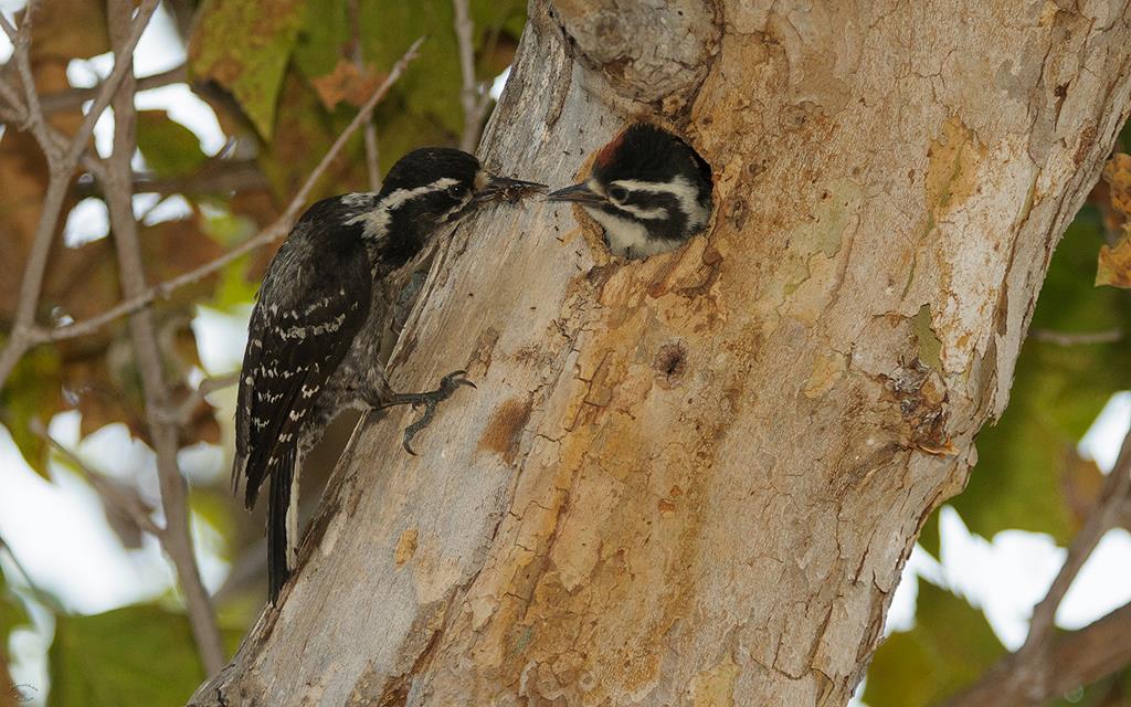 Nuttall's Woodpecker (UCLA_Jul02_2013)-04