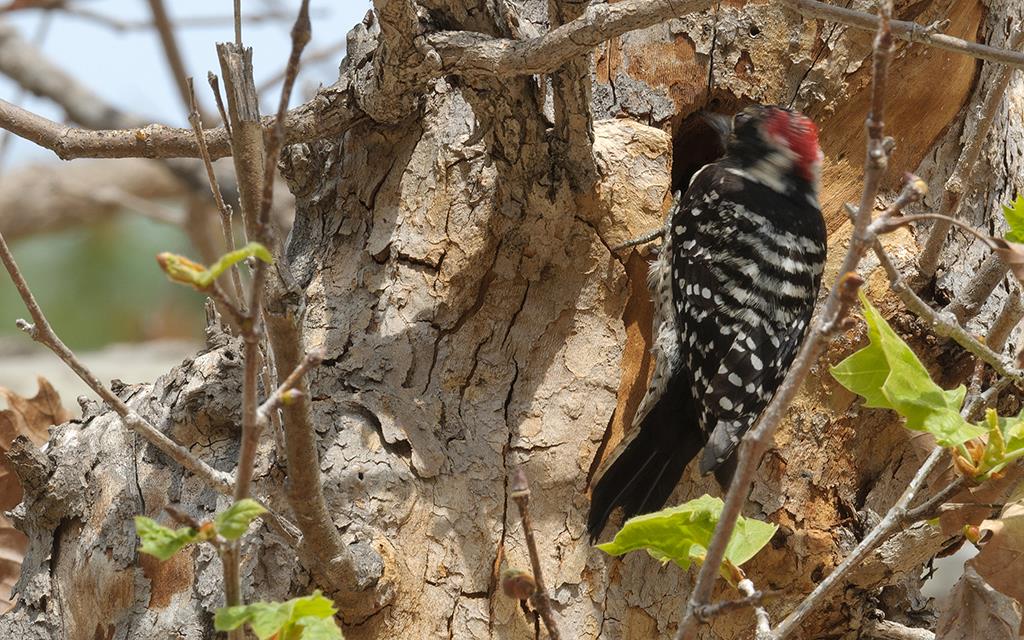 Nuttall's Woodpecker (UCLA_Mar24_2014)-02