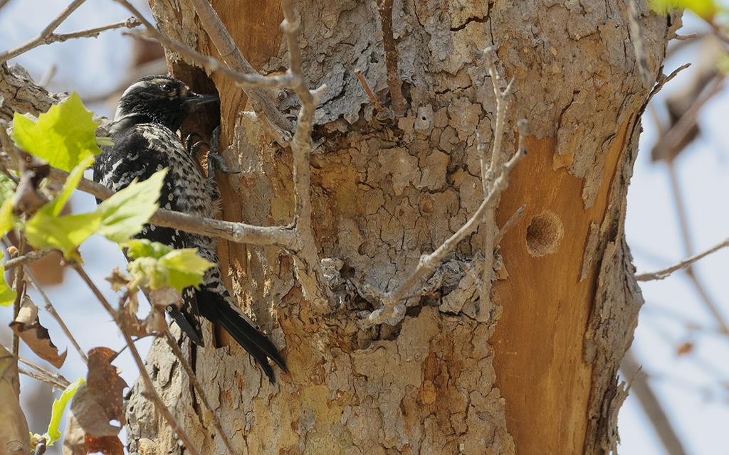 Nuttall's Woodpecker (UCLA_Mar24_2014)-04