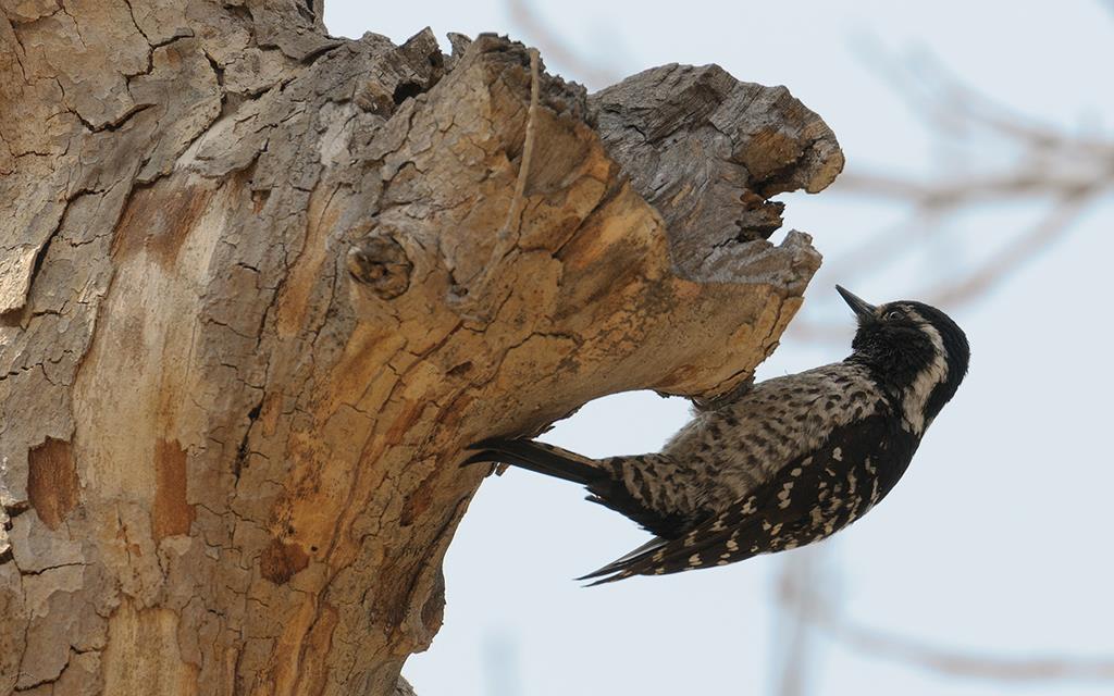 Nuttall's Woodpecker (UCLA_Mar24_2014)-05