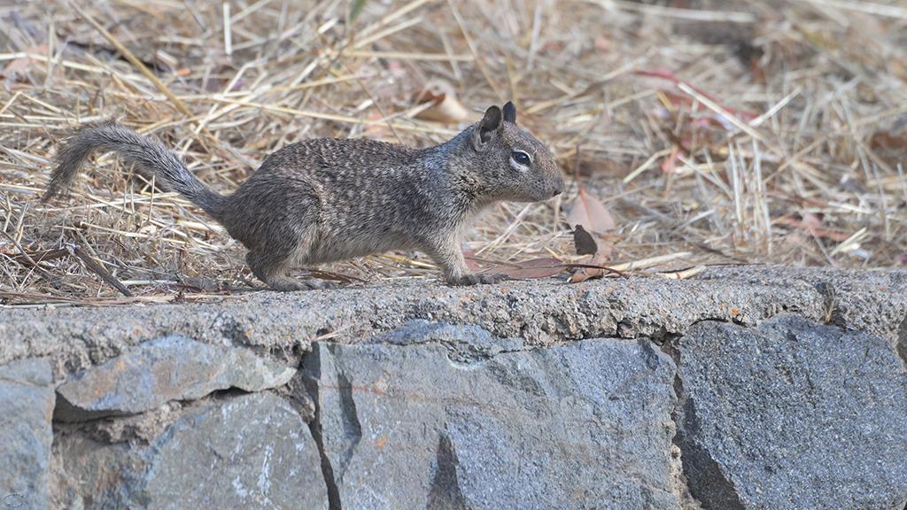 07-Beechey Ground Squirrel (Catalina2019)-06