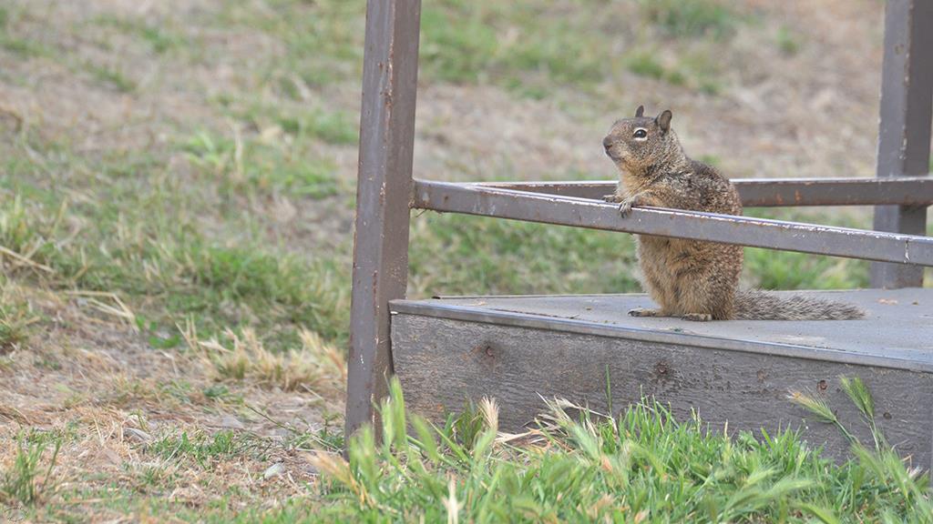 09-Beechey Ground Squirrel (Catalina2019)-01