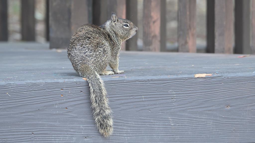 10-Beechey Ground Squirrel (Catalina2019)-04