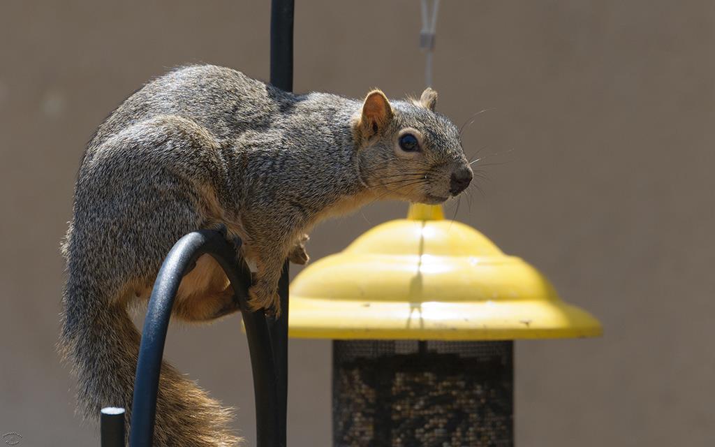 27-Squirrel (April2015)-06