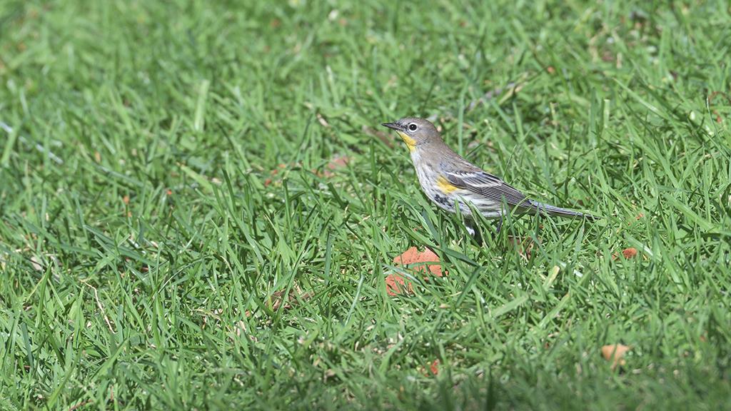 01-Yellow Rumped Warbler (Dec2018)-02