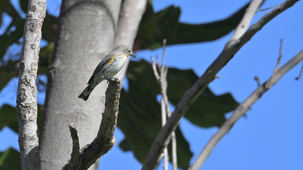 02-Yellow Rumped Warbler (Dec2018)-01