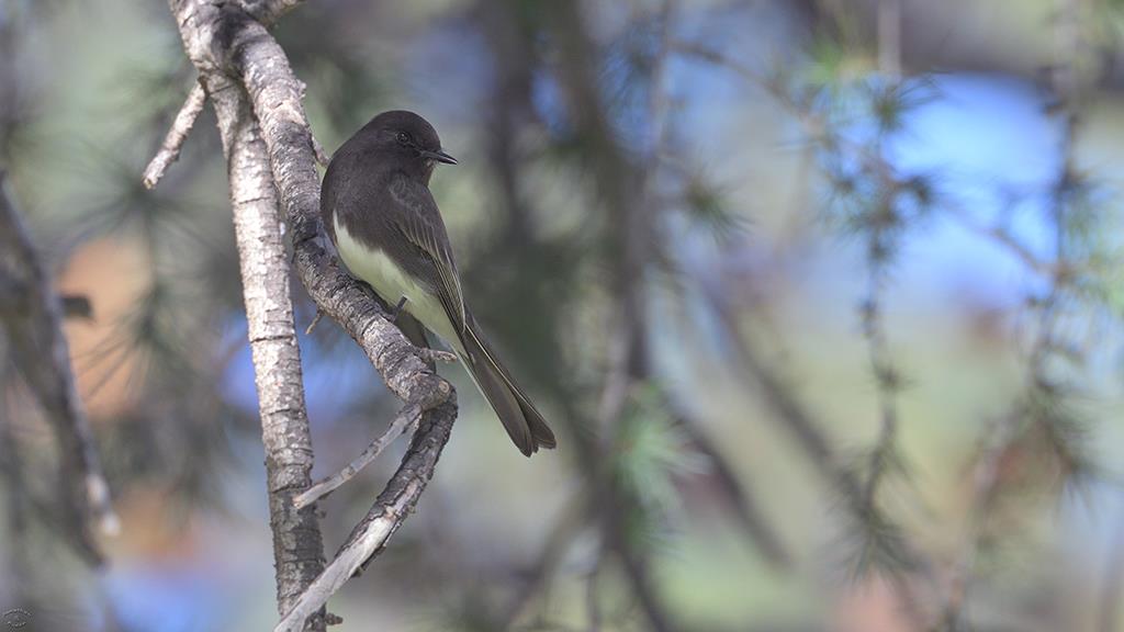 05-Black Phoebe (UCLA_Dec2018)-02