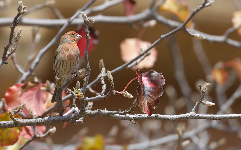 20-House Finch (UCLA_Mar24_2014)