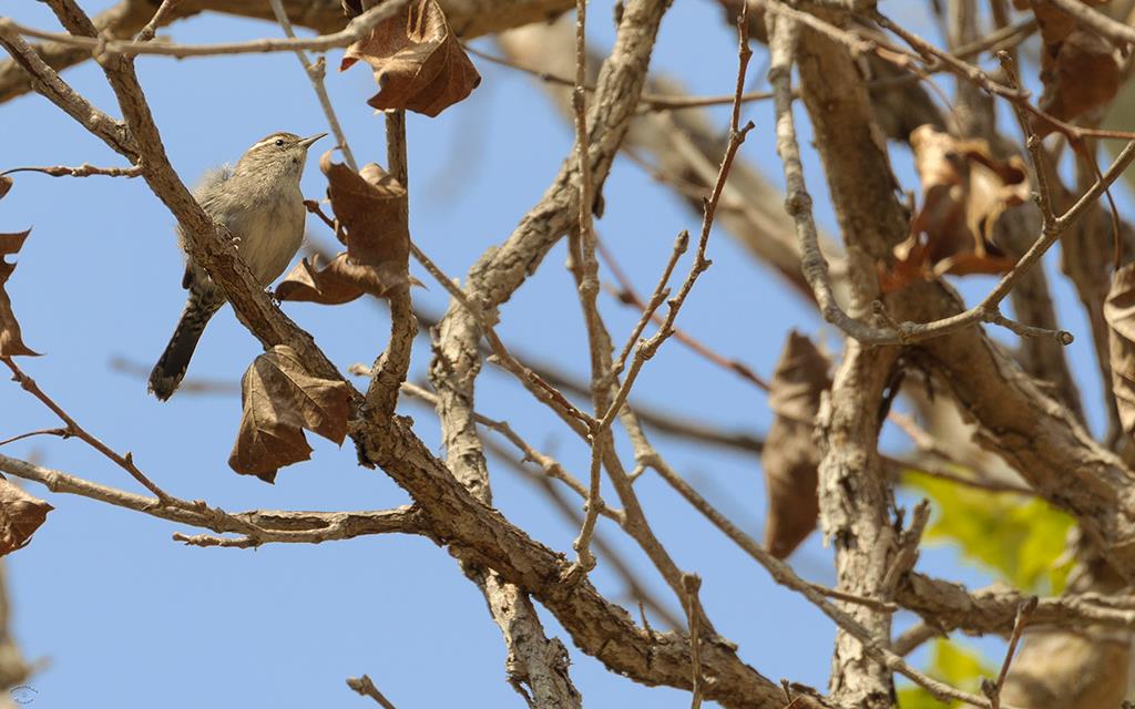 21-Bewick's Wren (UCLA_Mar24_2014)