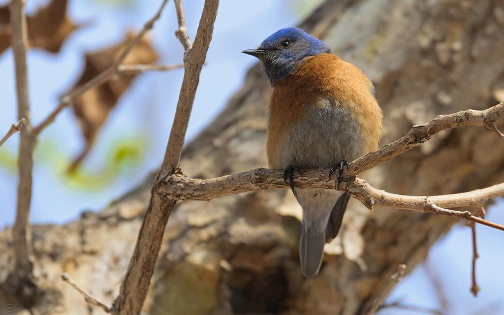 24-Western Bluebird (UCLA_Mar24_2014)-10