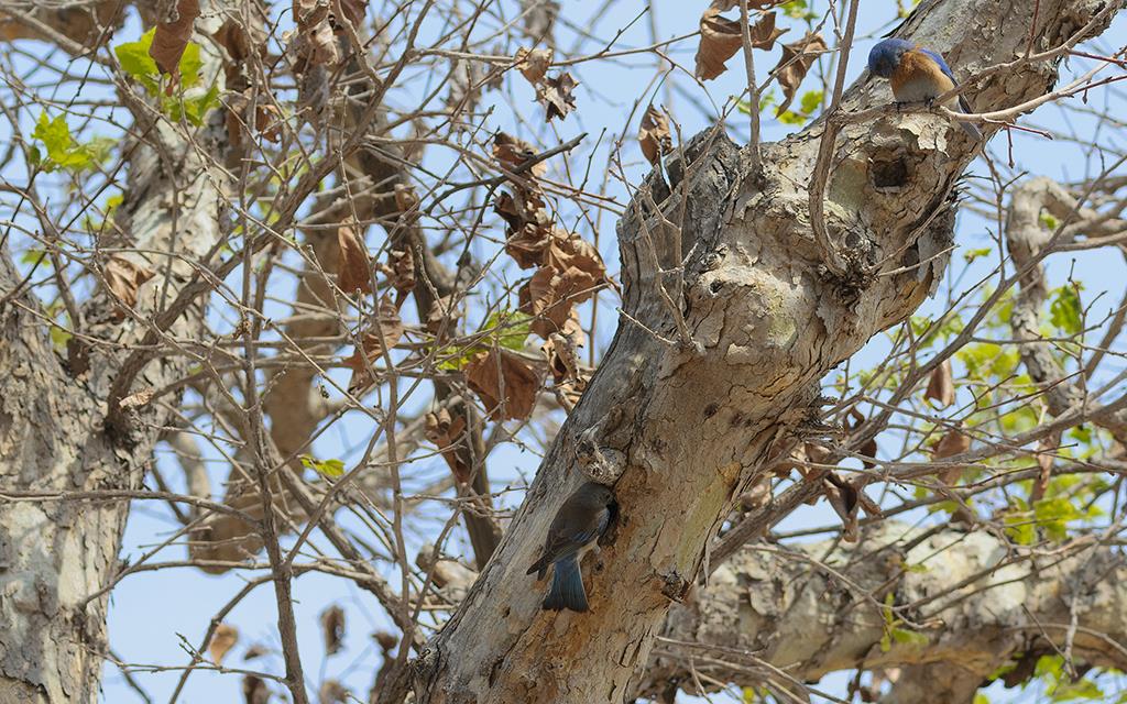 25-Western Bluebird (UCLA_Mar24_2014)-09