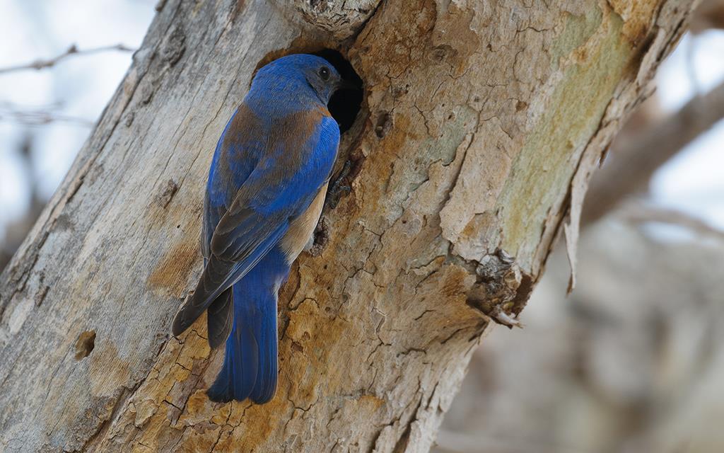 26-Western Bluebird (UCLA_Mar24_2014)-08