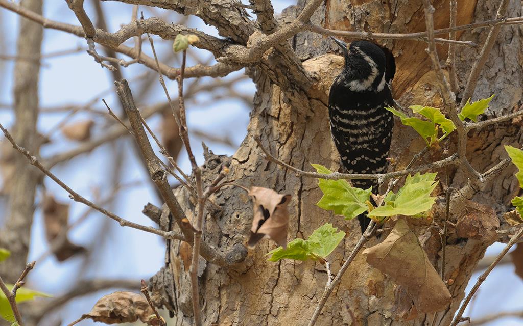 27-Nuttall's Woodpecker (UCLA_Mar24_2014)-03