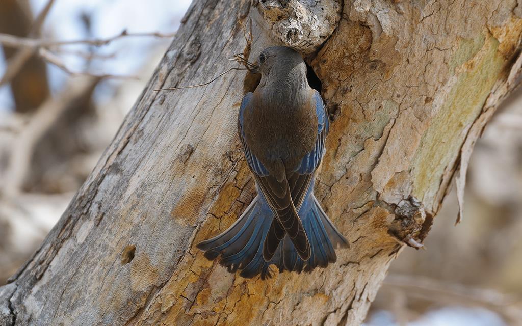 28-Western Bluebird (UCLA_Mar24_2014)-07