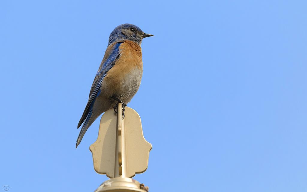 29-Western Bluebird (UCLA_Mar24_2014)-06