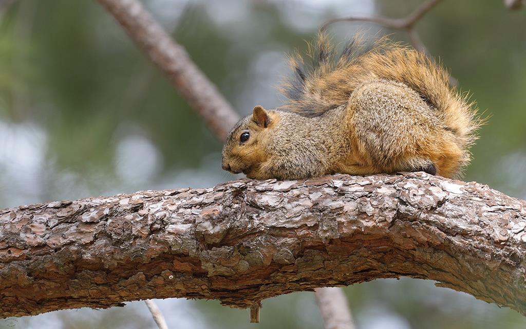 31-Squirrel (UCLA_Mar24_2014)