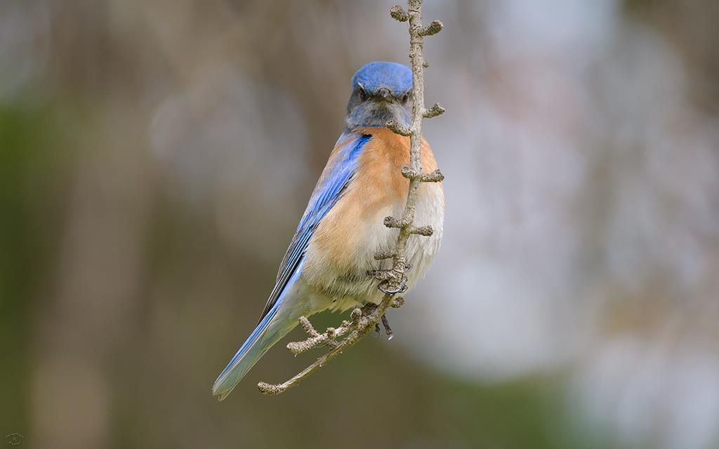 34-Western Bluebird (UCLA_Mar24_2014)-02