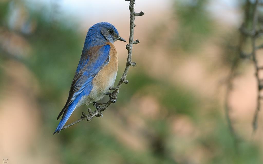 35-Western Bluebird (UCLA_Mar24_2014)-03