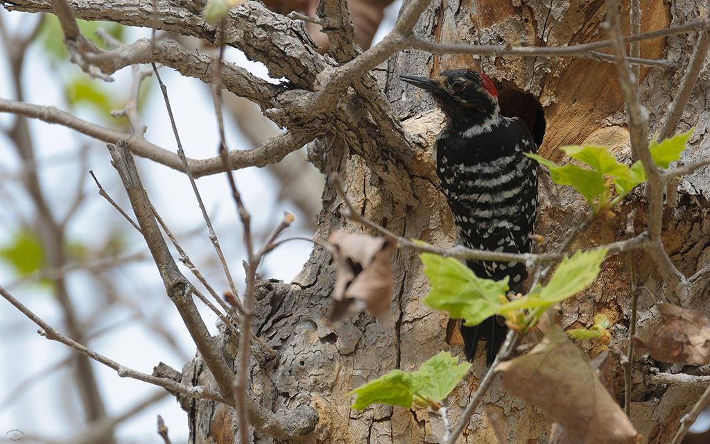 37-Nuttall's Woodpecker (UCLA_Mar24_2014)-01