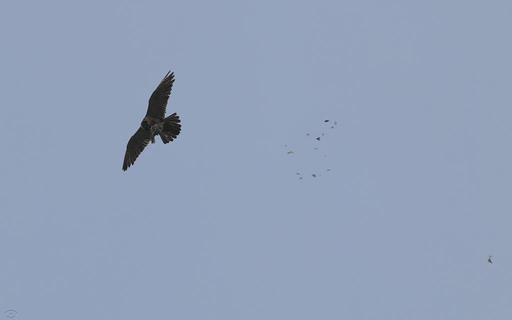 39-Peregrine Falcon With Kill (UCLA_Jul02_2013)