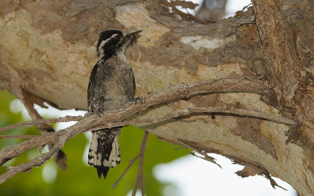 41-Nuttall's Woodpecker (UCLA_Jul02_2013)-03