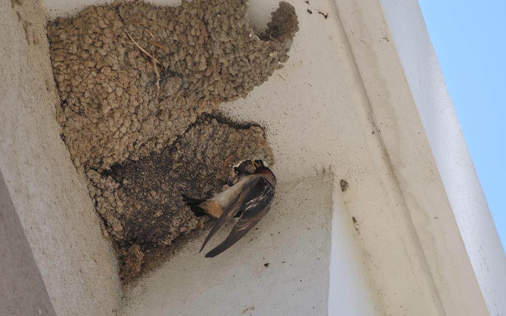 44-Cliff Swallow-09