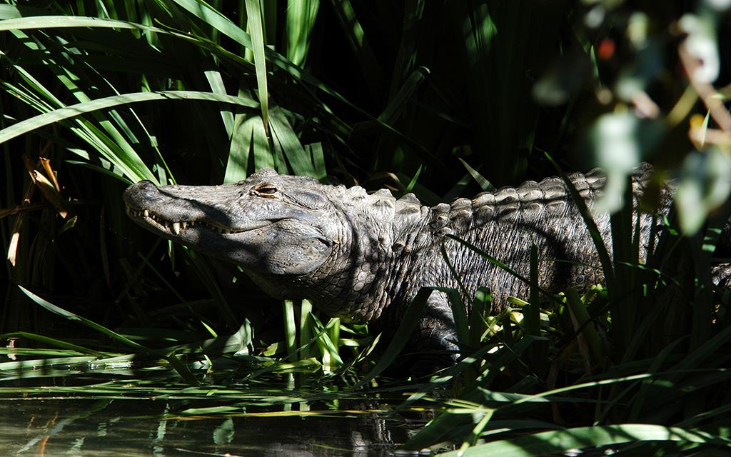 American Aligator-Reggie