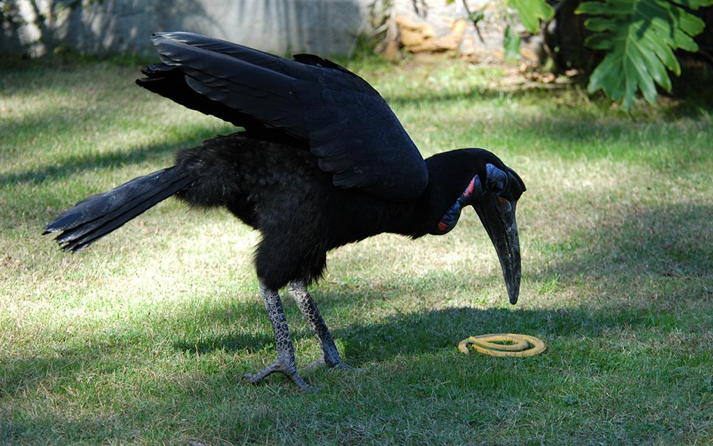 Aybssinian Ground Hornbill-03