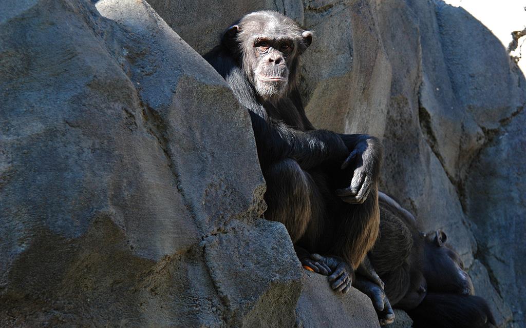 Chimpanzee-06