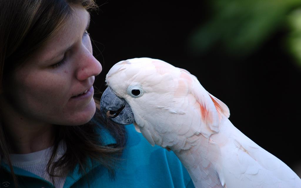 Cockatoo-Salmon Crested