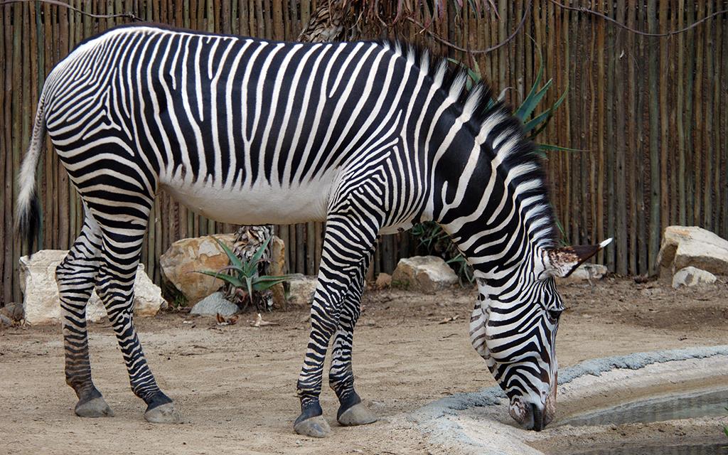 Grevy's Zebra-01