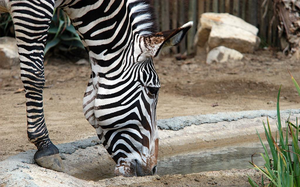 Grevy's Zebra-02