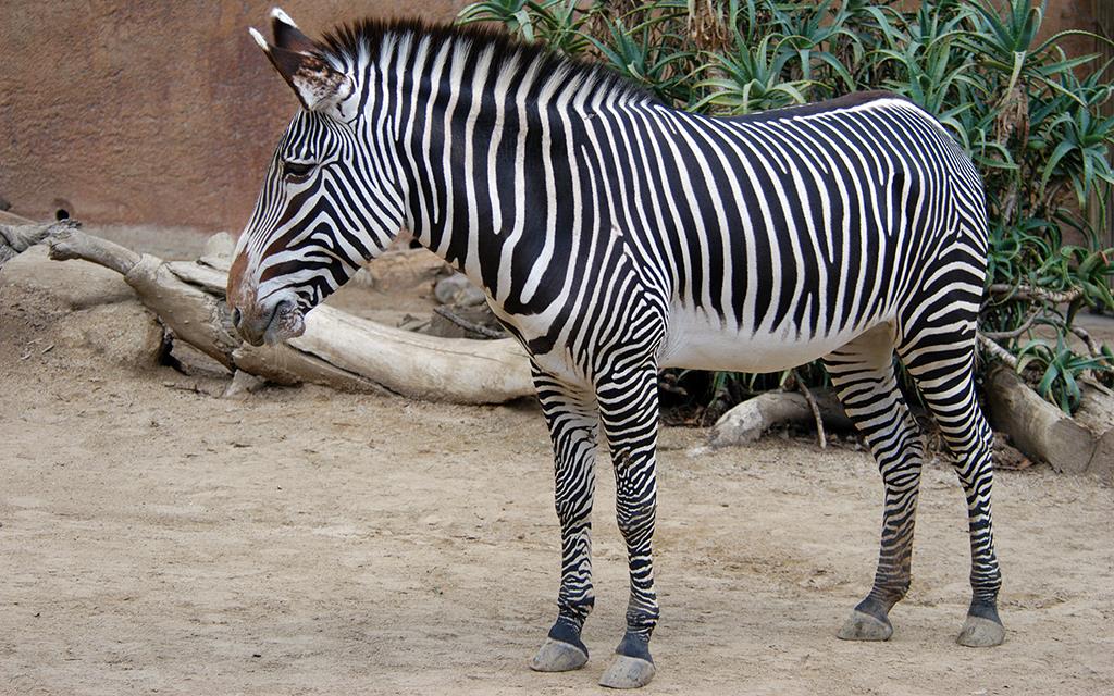 Grevy's Zebra-03