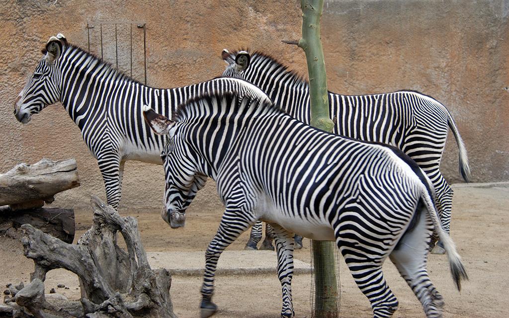 Grevy's Zebra-04