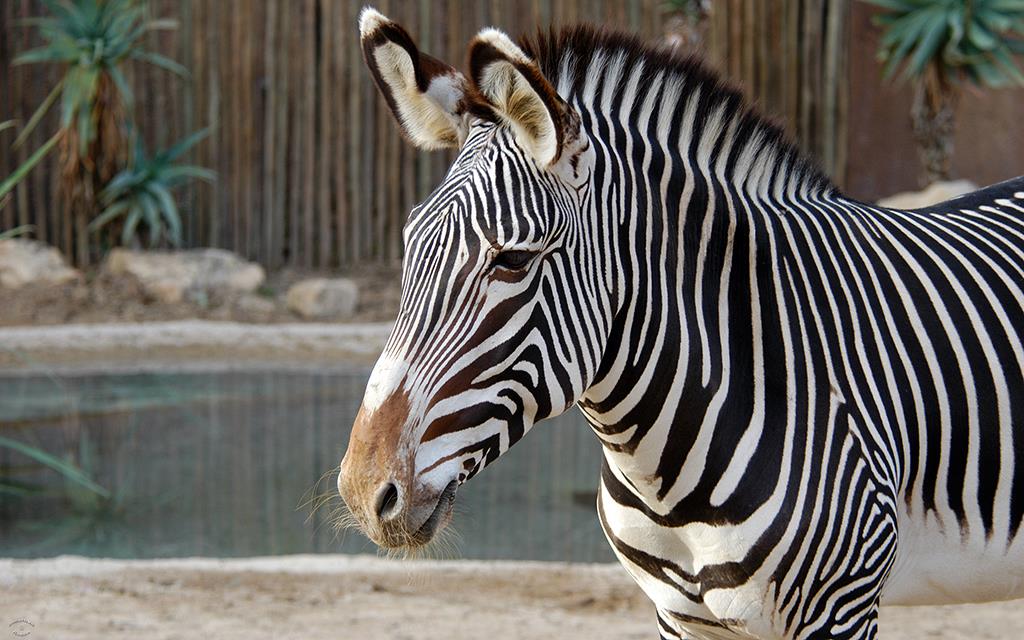 Grevy's Zebra-05