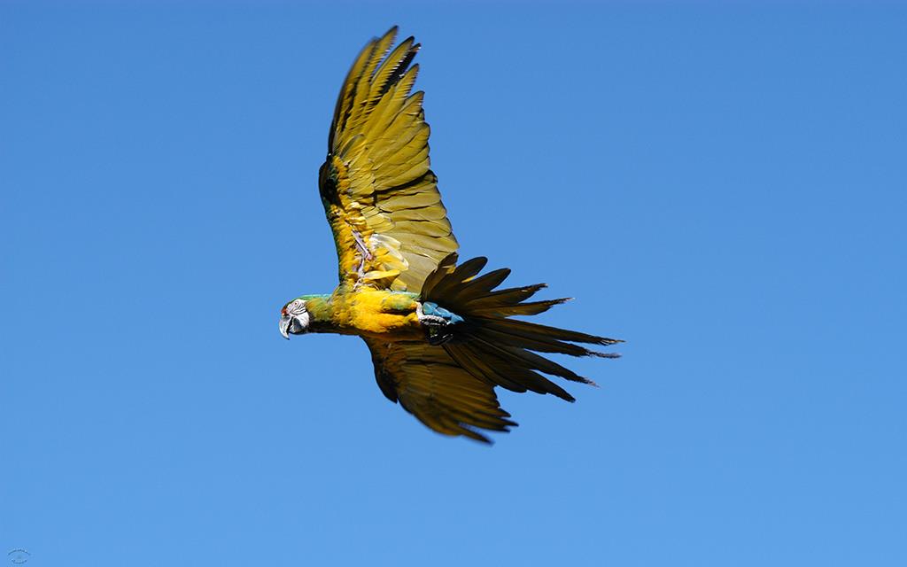 Macaw-Blue and Gold-01