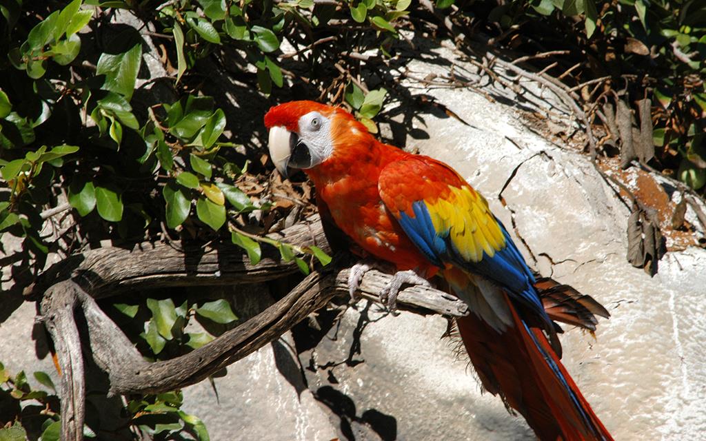 Macaw-Scarlet-01