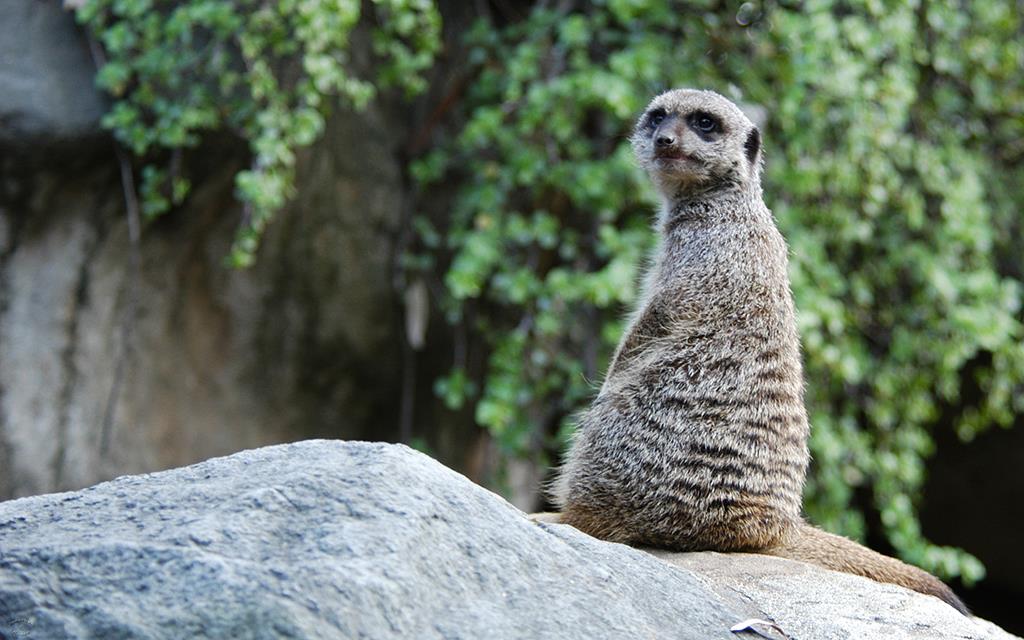 Meerkat-01