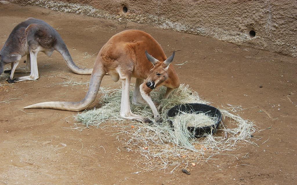 Red Kangaroo-01