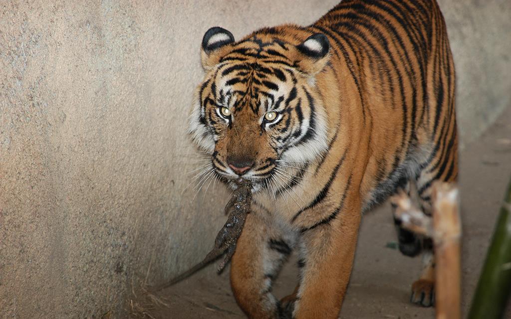 Sumatran Tiger-03