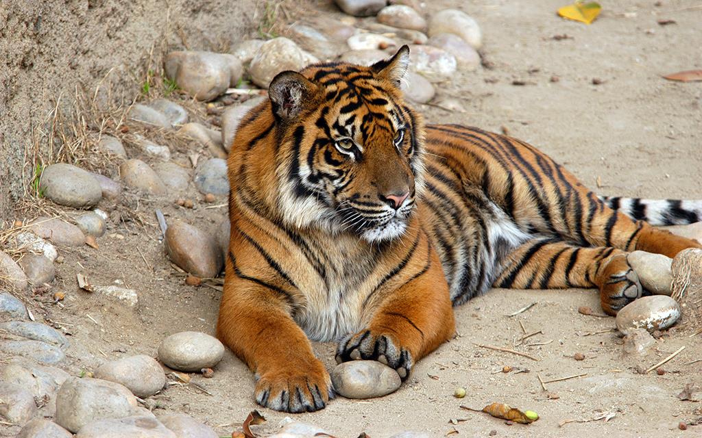 Sumatran Tiger-04