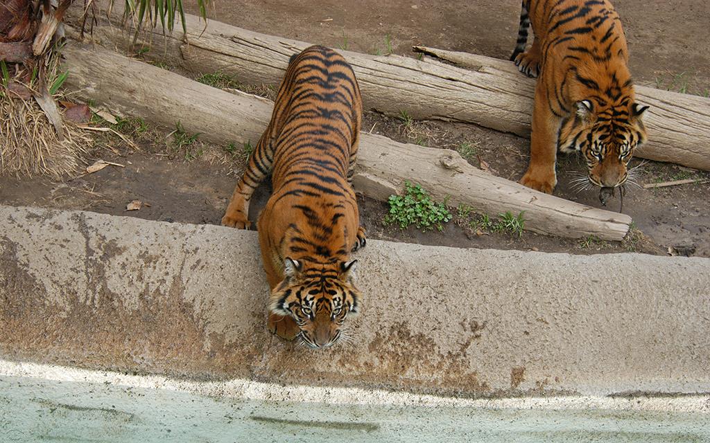 Sumatran Tiger-07