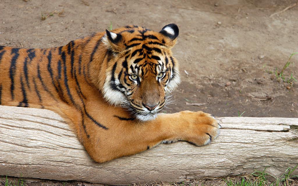 Sumatran Tiger-08