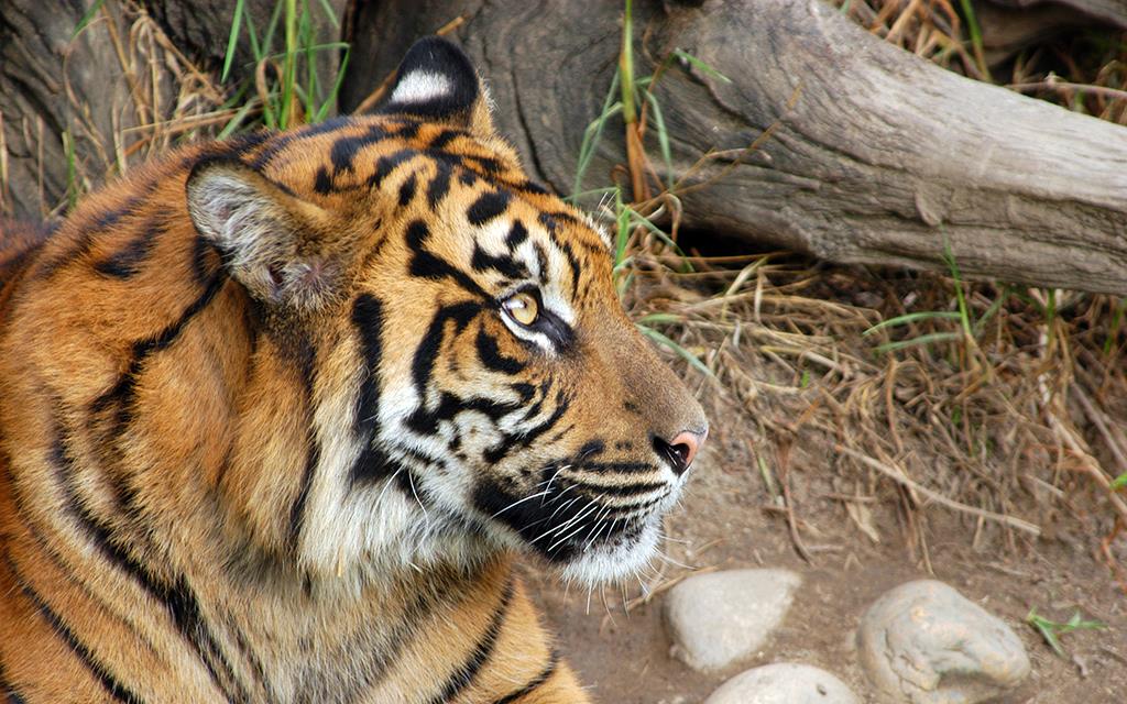 Sumatran Tiger-10