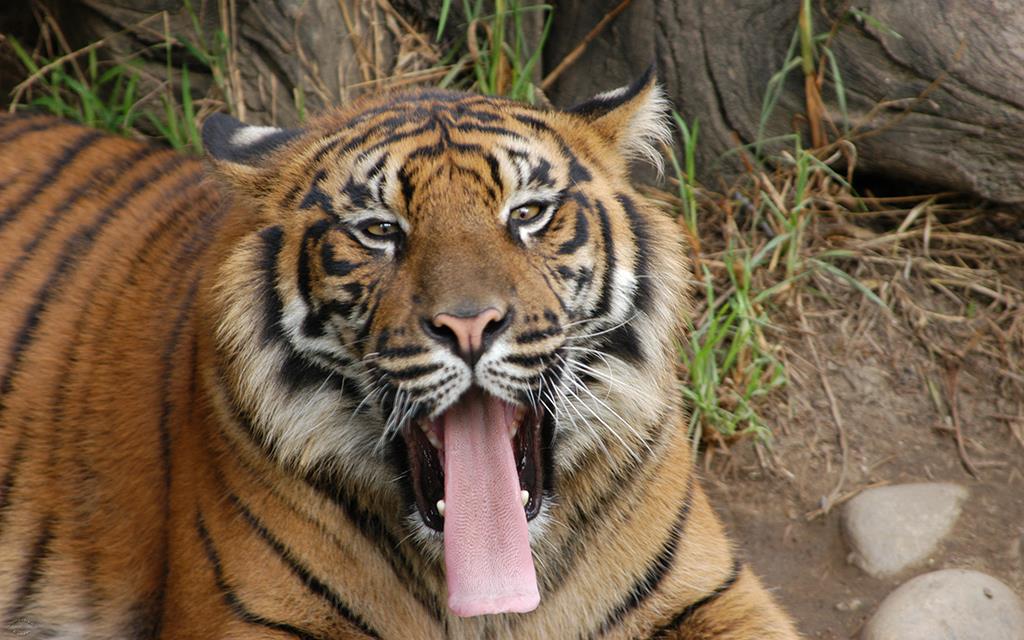 Sumatran Tiger-11