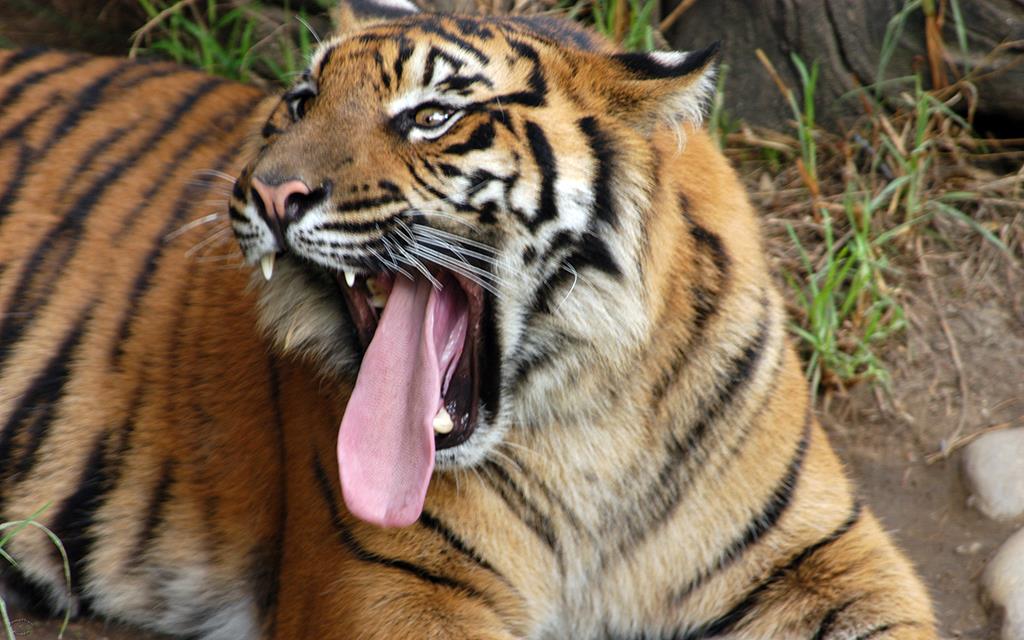 Sumatran Tiger-12