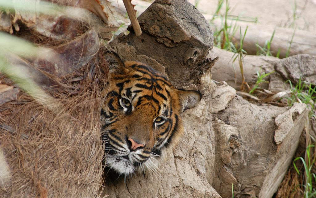 Sumatran Tiger-13