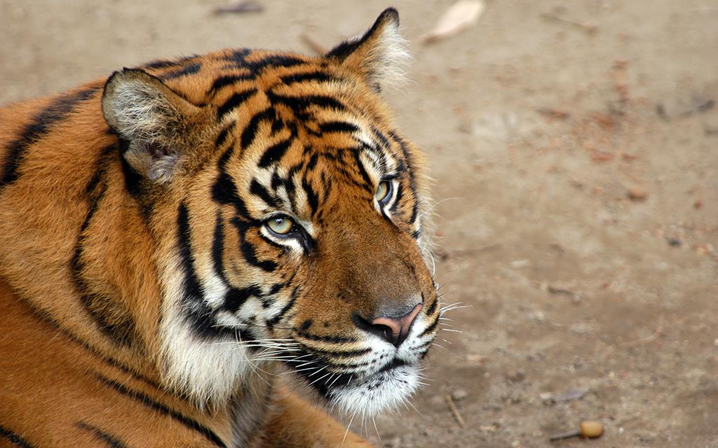 Sumatran Tiger-14