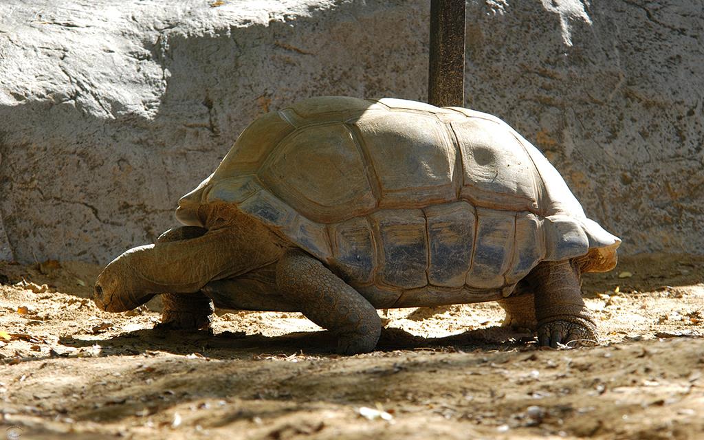 Tortoise-Aldabra-01