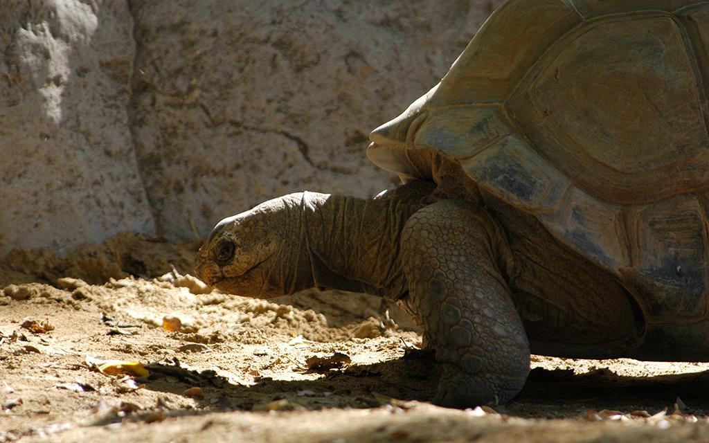 Tortoise-Aldabra-02